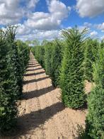 Taxus baccata - Venijnboom, Tuin en Terras, Planten | Struiken en Hagen, Ophalen, Taxus, Haag, 100 tot 250 cm