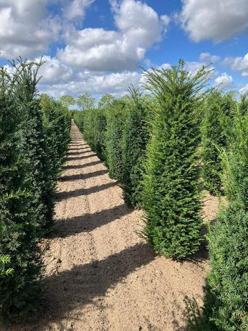 Taxus baccata - Venijnboom beschikbaar voor biedingen