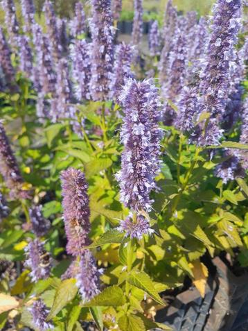 Dropplant agastache blue fortune  beschikbaar voor biedingen