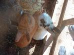 2 manetjes konijn 1 jaar oud, Dieren en Toebehoren, Konijnen, Mannelijk, Klein