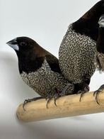 Te koop: 4 Japanse Meeuwen Zwartbruin TT Kwaliteit!, Dieren en Toebehoren, Vogels | Overige Vogels, Meerdere dieren, Tropenvogel