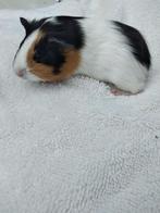 Mooie cavia's, Juni, Meerdere dieren, Cavia