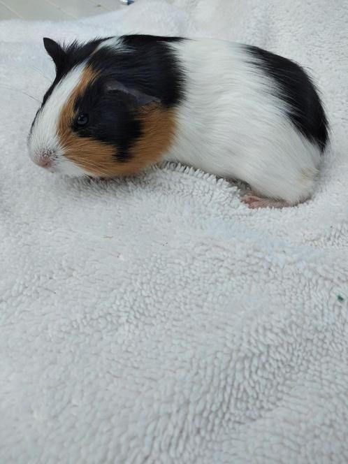 Mooie cavia's, Dieren en Toebehoren, Knaagdieren, Meerdere dieren, Cavia, Juni