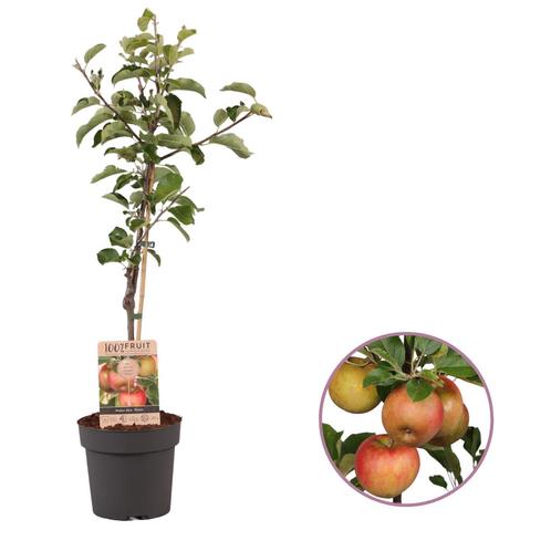 Appelboom Elstar | 95 cm hoogte | tuin en balkon geschikt!, Tuin en Terras, Planten | Fruitbomen, Appelboom, Minder dan 100 cm