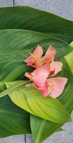 Canna Jean Valjean  knollen, Tuin en Terras, Bloembollen en Zaden, Ophalen of Verzenden, Volle zon, Knol