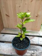 Lampionplant, Volle zon, Vaste plant, Zomer, Ophalen