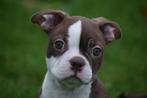Boston terrier pups, Rabiës (hondsdolheid), 15 weken tot 1 jaar, Overige rassen, Buitenland