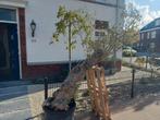 Oude Olijfboom met Karakter, Tuin en Terras, Planten | Bomen, Bloeit niet, 100 tot 250 cm, Olijfboom, Ophalen
