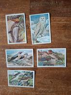 Oude Vogelplaatjes - Vogelalbum No. 1, Ophalen of Verzenden, Gebruikt, Gebruiksvoorwerp