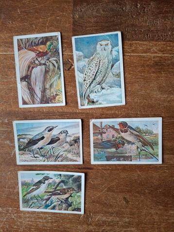 Oude Vogelplaatjes - Vogelalbum No. 1 beschikbaar voor biedingen