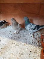 7 taklas duifen, Dieren en Toebehoren, Vogels | Duiven, Meerdere dieren, Tuimelaar of Roller