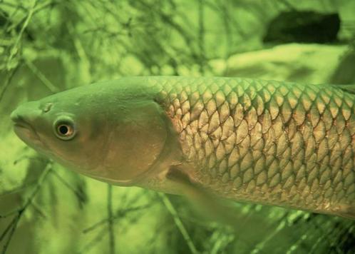 Graskarpers, eten kroos & woekerende waterplanten,graskarper, Dieren en Toebehoren, Vissen | Vijvervissen, Karper of Koi