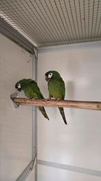 Bewezen koppel ara maracana's, Meerdere dieren, Papegaai