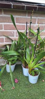 Cymbidium Cambria, Ophalen of Verzenden, Overige soorten, Minder dan 100 cm