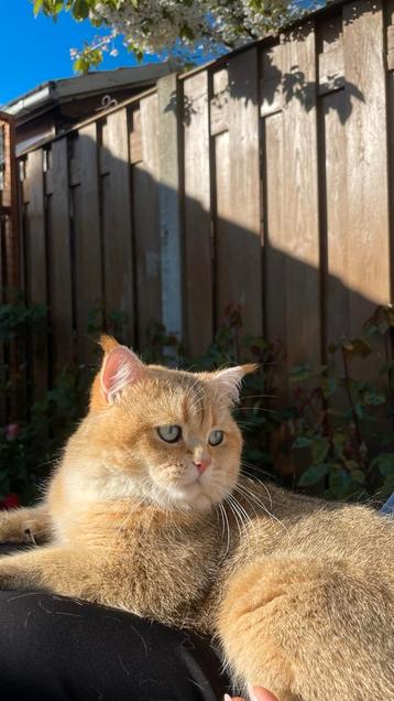 Dekkater,  bloedgroep  B, Britse korthaar Black Golden beschikbaar voor biedingen