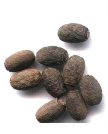 Eitjes wandelende tak de diapherodes gigantea  (PSG 260) beschikbaar voor biedingen