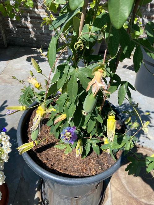 Prachtige passiebloem op rek in een ruime pot aangeboden!, Tuin en Terras, Planten | Tuinplanten, Vaste plant, Overige soorten