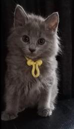 Blauwe Rus kittens met stamboom; Nebelung, Meerdere dieren, Gechipt, 0 tot 2 jaar