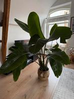 Strelitzia Nicolai - Paradijsvogelplant, Tuin en Terras, Planten | Tuinplanten, Vaste plant, Bloeit niet, Halfschaduw, Ophalen