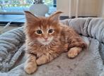 Prachtig Maine Coon kitten met stamboom, Kater, Met stamboom, 0 tot 2 jaar