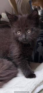 MAMMA VAN KITTENS IS MAINE COON XL MET STAMBOOM RUSSISCH, Dieren en Toebehoren, Katten en Kittens | Overige Katten, Meerdere dieren