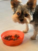 Gevonden hond – teefje omgeving Weert, Dieren en Toebehoren, Hond