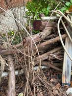 Taxus hout, Ophalen, Gebruikt, Overige typen, 50 mm of meer