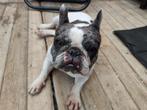 franse bulldog, Dieren en Toebehoren, Honden | Bulldogs, Pinschers en Molossers, Rabiës (hondsdolheid), Reu, 1 tot 2 jaar, Bulldog