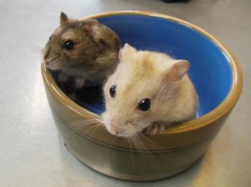 Complete hamster set, hamster & mooie kooi + alle toebehoren beschikbaar voor biedingen