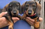 Teckels puppy 2 reutjes chocolate and tan, Dieren en Toebehoren, Honden | Teckels en Dashonden, CDV (hondenziekte), 8 tot 15 weken