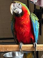 Jonge harlekijn ara handtam, Dieren en Toebehoren, Mannelijk, Papegaai