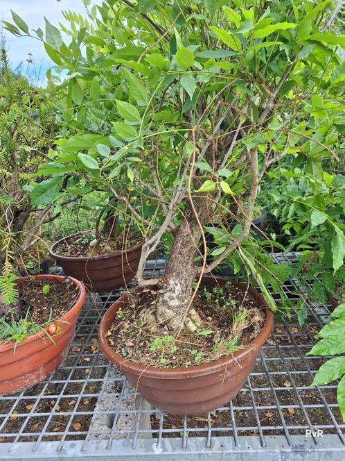 pre bonsai wisteria, Tuin en Terras, Planten | Bomen, Overige soorten, Minder dan 100 cm, Volle zon, Zomer, In pot, Ophalen