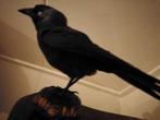 Opgezette zwarte vogel Kauw taxidermie, Opgezet dier, Vogel, Zo goed als nieuw, Verzenden