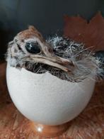 Struisvogel, Verzamelen, Dierenverzamelingen, Ophalen of Verzenden, Zo goed als nieuw, Vogel, Opgezet dier