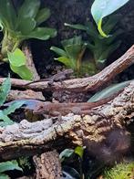 Koppeltje Anolis Cristatellus, Dieren en Toebehoren, Hagedis, 0 tot 2 jaar