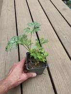 Artemisia absinthium - absint plantjes, Tuin en Terras, Planten | Tuinplanten, Ophalen, Zomer, Overige soorten, Volle zon