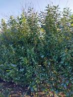 Grote laurier 275/300cm novita, Ophalen, Laurier, 250 cm of meer