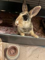 Dwerg konijnen 3 maanden oud, Dieren en Toebehoren, Konijnen, Vrouwelijk, Dwerg