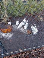 Diverse hanen, Dieren en Toebehoren, Pluimvee