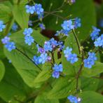 Vaste plant Brunnera vergeet-mij-nietje, Ophalen, Bodembedekkers, Vaste plant, Halfschaduw