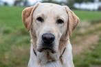 Raszuiver labrador ED,HD, spondylose vrij., Dieren en Toebehoren, Nederland, Reu, CDV (hondenziekte), 1 tot 2 jaar
