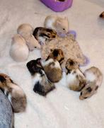 Superlieve baby Syrische hamsters, Februari, Meerdere dieren, Hamster