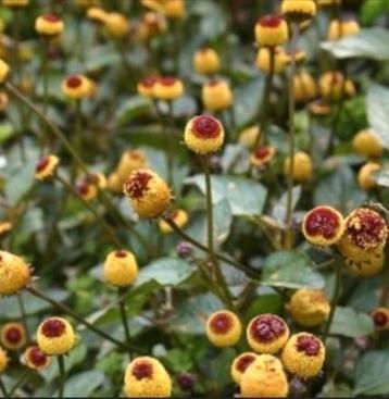 Zaden ABC-kruid of champagneblad – Spilanthes oleracea   beschikbaar voor biedingen