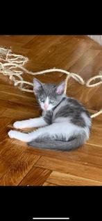 Lieve kittens te koop, Dieren en Toebehoren, Katten en Kittens | Overige Katten, Meerdere dieren, Kortharig, 0 tot 2 jaar