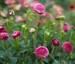 Dahliaknol ‘chick a dee’ dahlia, Tuin en Terras, Bloembollen en Zaden, Ophalen, Volle zon, Knol