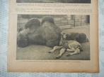 Artis. Kameeltje geboren. 1929., Ophalen of Verzenden, 1920 tot 1940, Nederland, Knipsel(s)