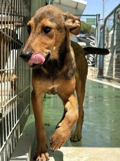 ACE: Leon is een ware parel, klaar om te schitteren!, Dieren en Toebehoren, Honden | Niet-rashonden, Middel, Reu, Particulier