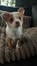 pomchi pup  reutje, Parvo, 8 tot 15 weken, Eén hond, Nederland