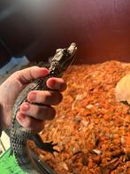 Jonge kaaimannen - caiman crocodilus CB24, Dieren en Toebehoren, Reptielen en Amfibieën, Hagedis