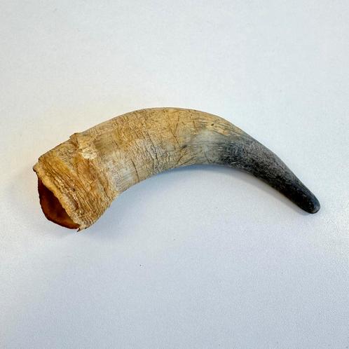 Oude koehorn, Antiek en Kunst, Curiosa en Brocante, Ophalen of Verzenden